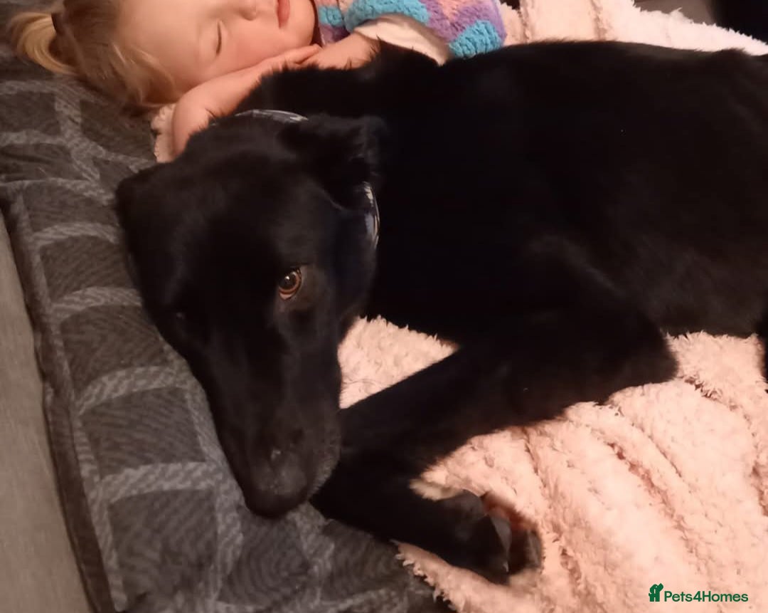 Lurcher dogs for stud: Lurcher for stud  - Advert 12