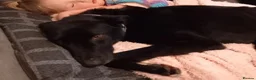 Lurcher dogs for stud: Lurcher for stud  - Advert 12