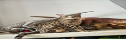 Bengal cats for sale: Bengal kittens  - Advert 1