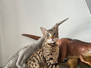 Bengal cats Bengal kittens - Advert 1