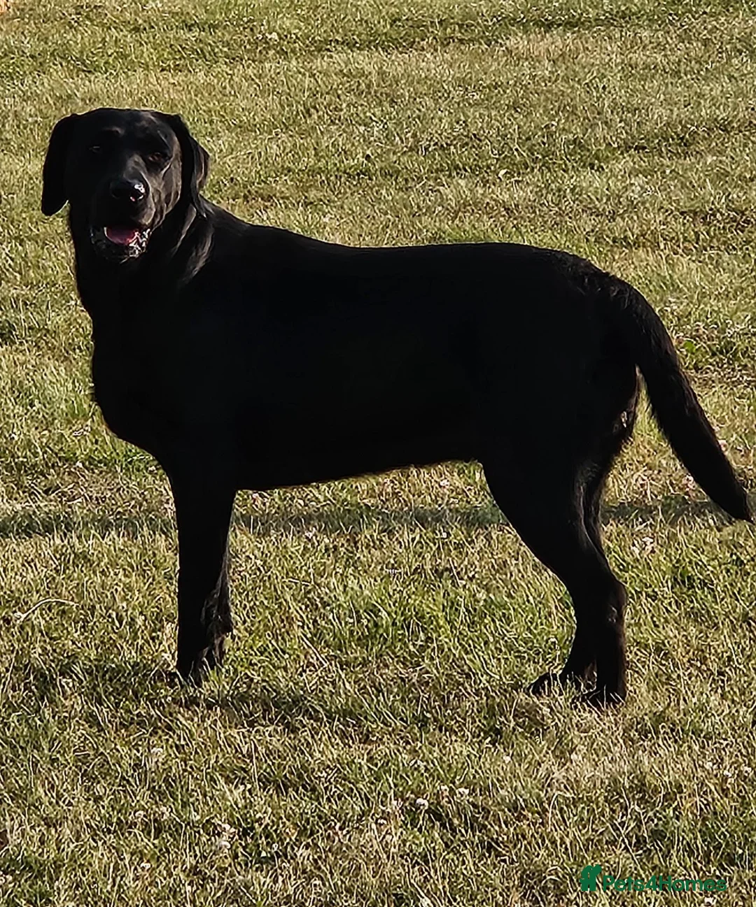 Labrador Retriever dogs for sale: KC REG STUNNING BLACK LITTER HEALTH TESTED PARENTS - Advert 15
