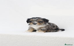 Mixed Breed dogs for sale: Havatoodle Pups - Image 8