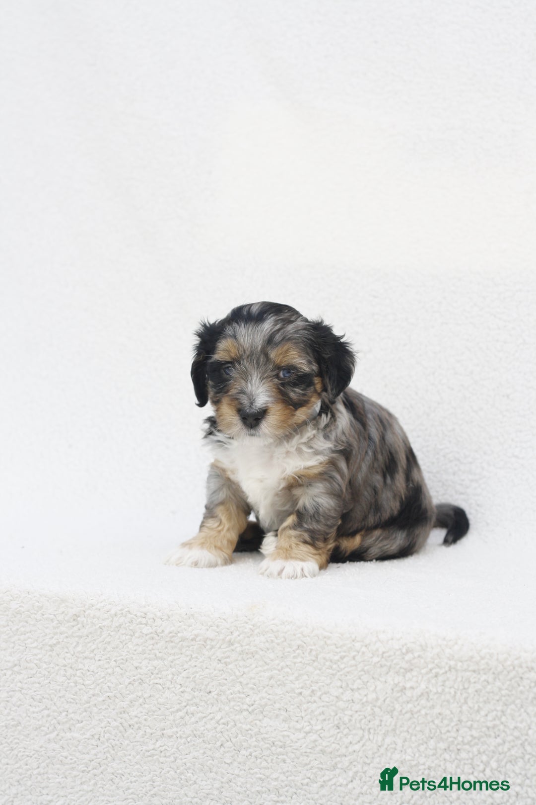 Mixed Breed dogs for sale: Havatoodle Pups - Image 8