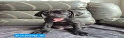 Cane Corso dogs for sale: Cane corso puppies - Advert 16