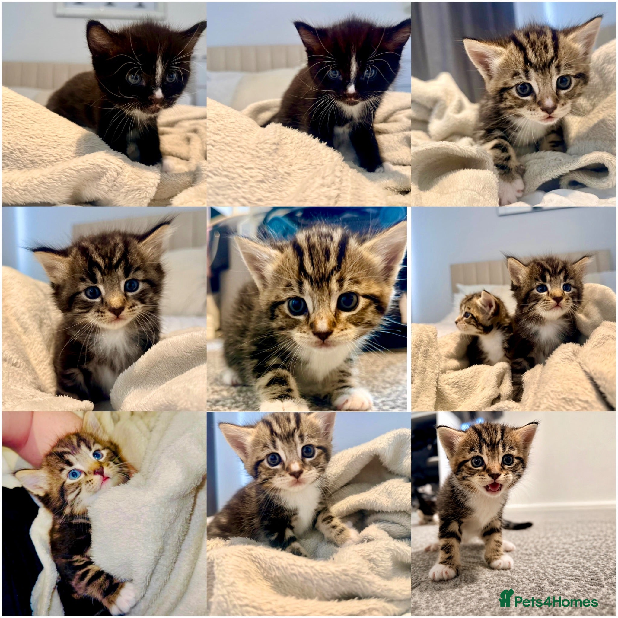 Turkish Angora cats 🐱Exceptional Turkish AngoraXmixed,GCCF REGISTERED - Advert 7