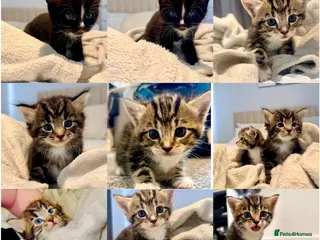 Turkish Angora cats 🐱3 LEFT❤️ Turkish AngoraXmixed,GCCF REGISTERED - Advert 3