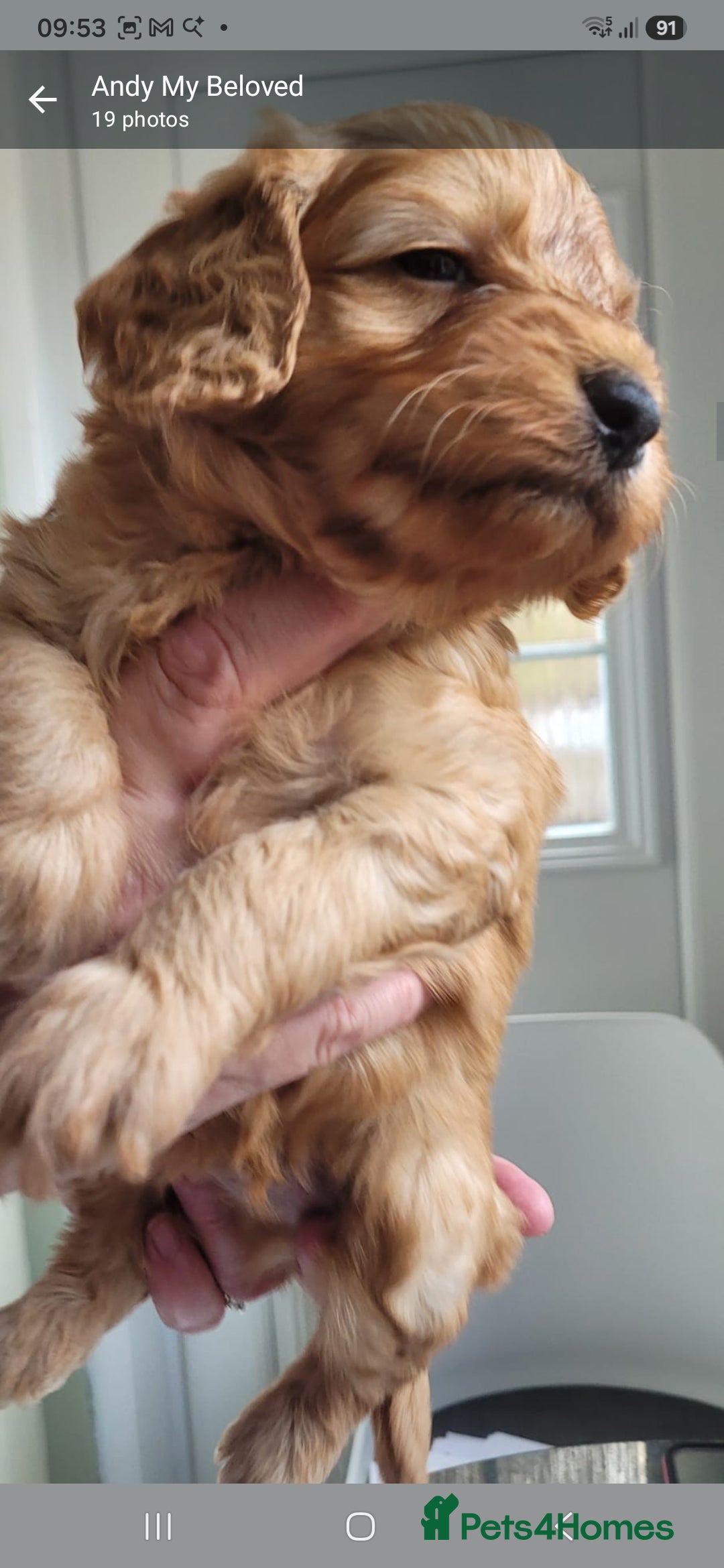 Cavapoo dogs HEALTH-TESTED CAVAPOO ETHICAL RESPONSIBLE BREEDING - Advert 2