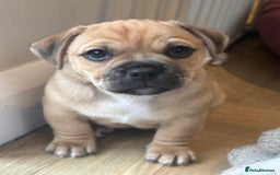 Jug dogs for sale: Jug puppy for sale - Image 1