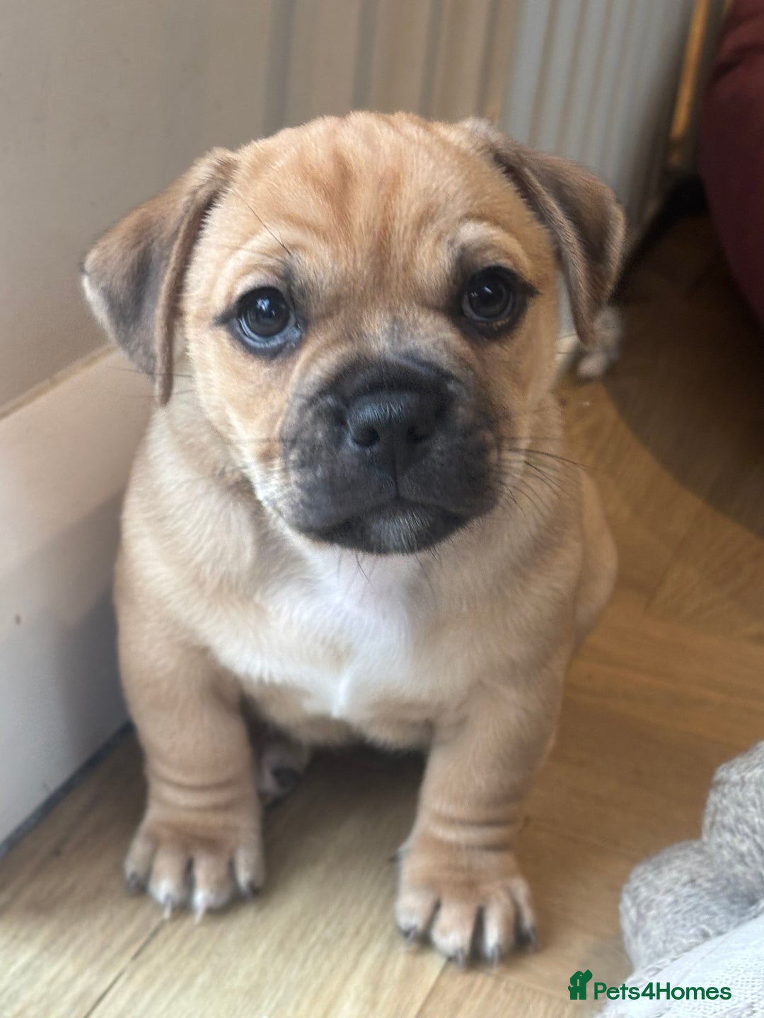 Jug dogs for sale: Jug puppy for sale - Image 1