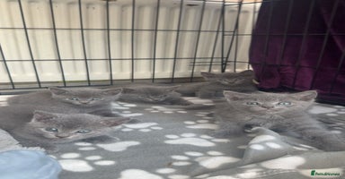 British Shorthair cats - Advert 2