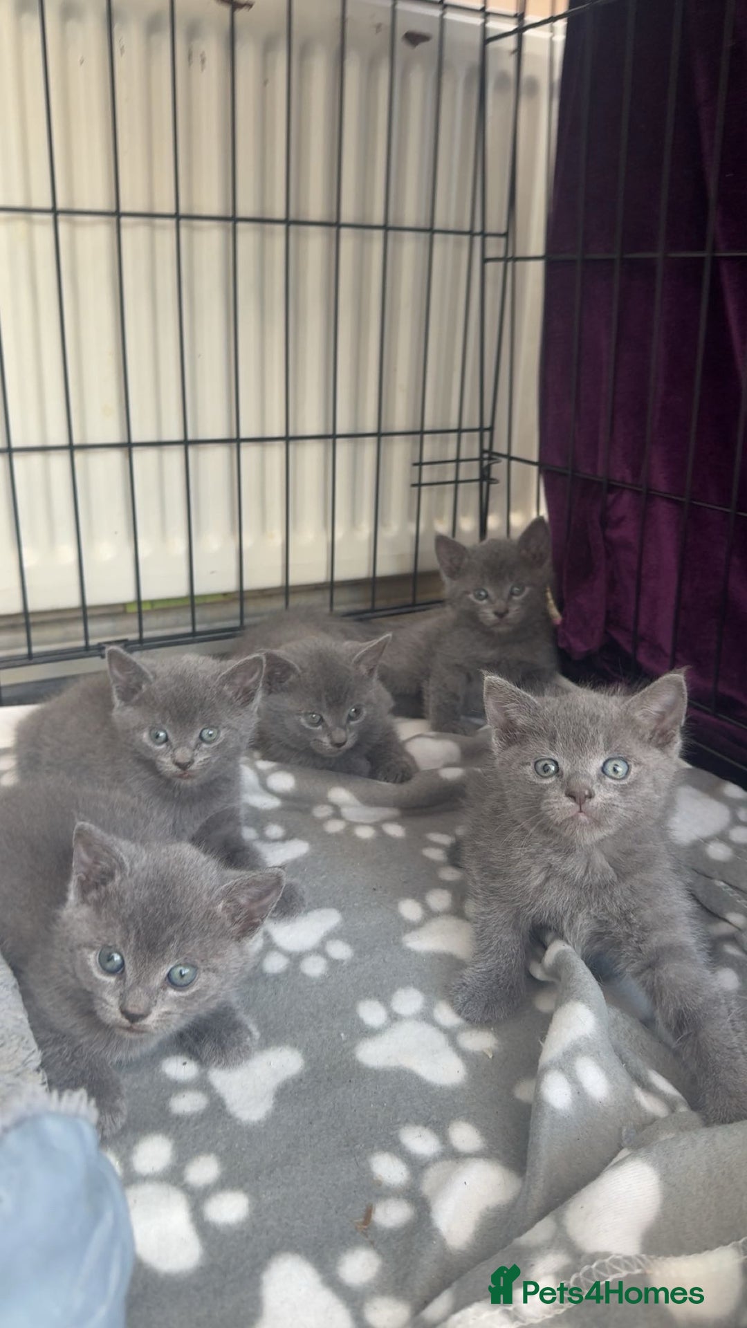 British Shorthair cats for sale: 6 British short hair kittens looking for a home!  - Image 2