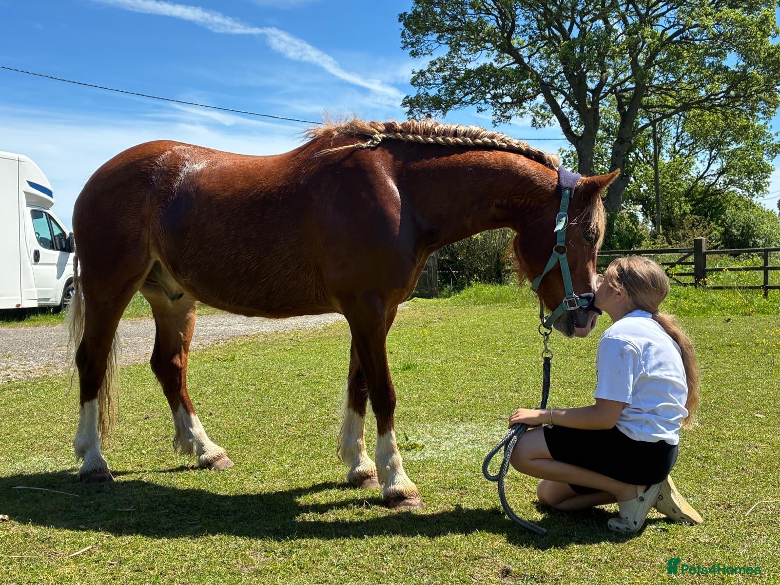Welsh Section C horses Fleshy Chestnut Welsh pony  - Advert 1