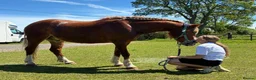 Welsh Section C horses for sale: Fleshy Chestnut Welsh pony  - Advert 1