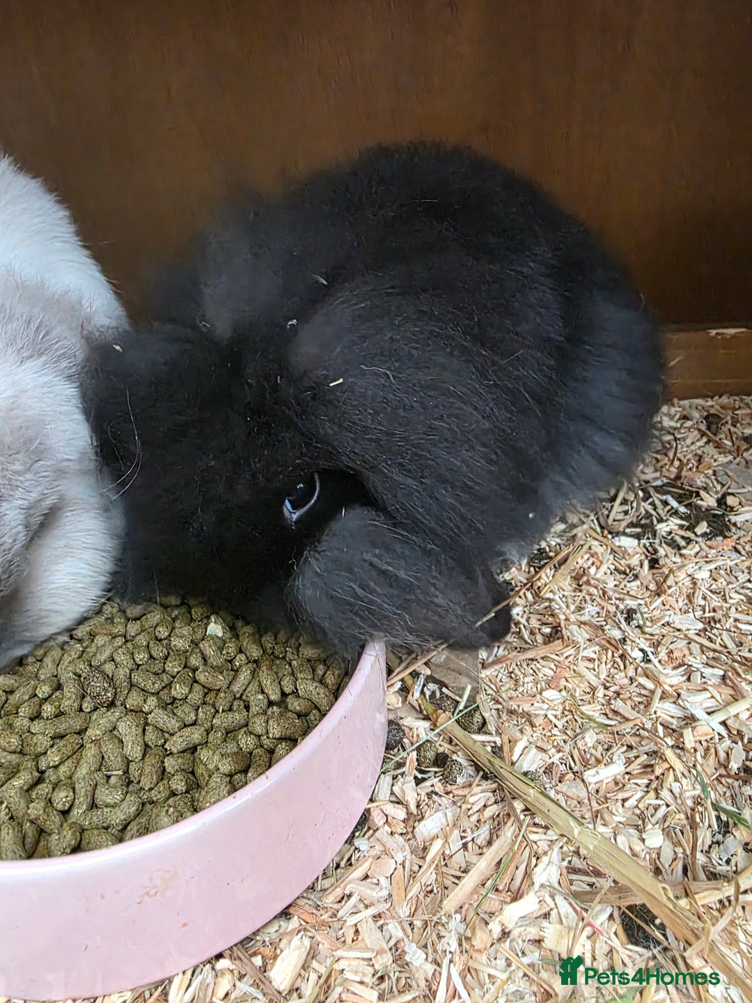 Mini Lop rabbits for sale: Beautiful mini x lion lop bunnies available now - Advert 3