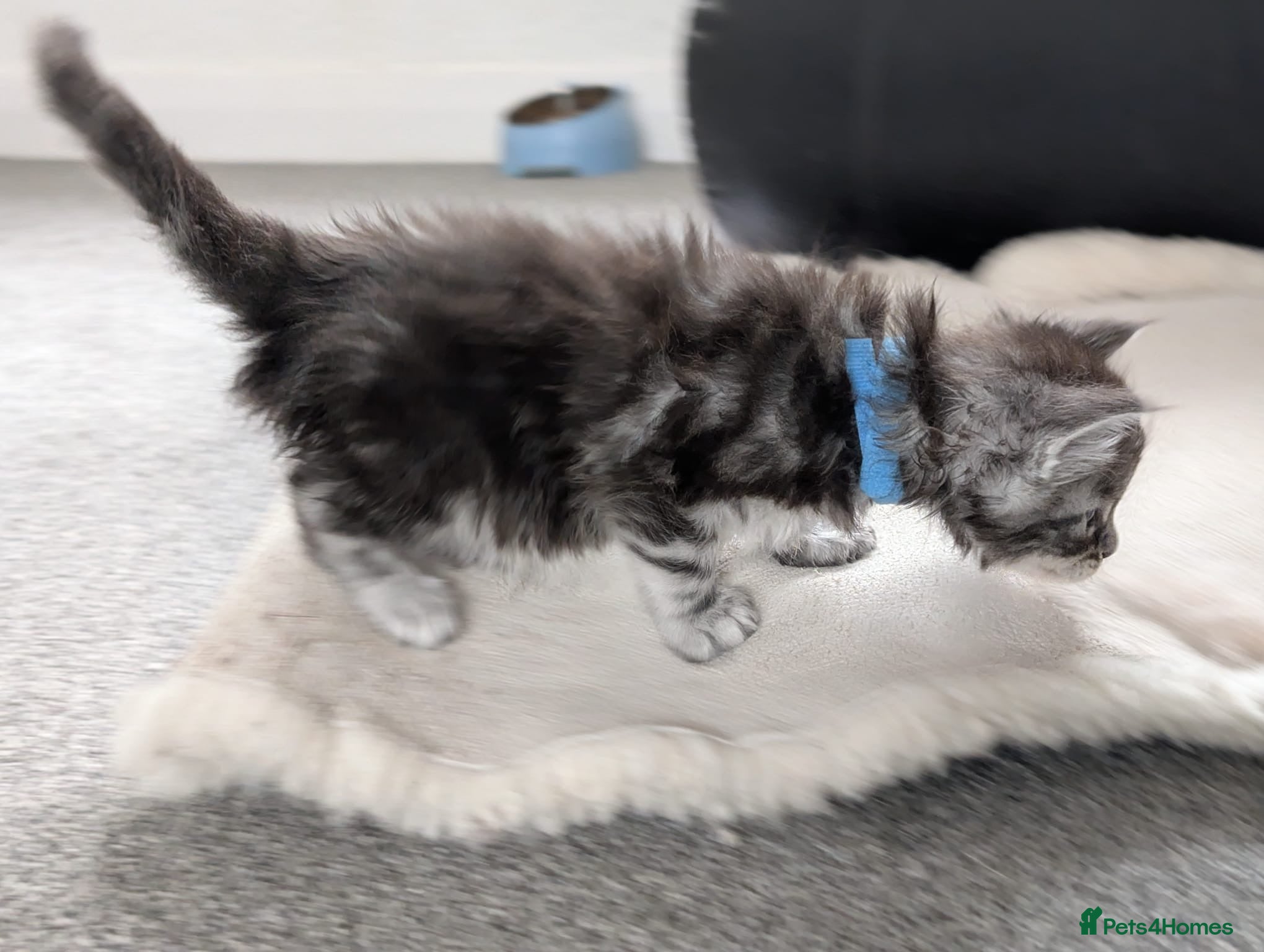 Maine Coon cats for sale: Maine coon kittens  - Advert 23