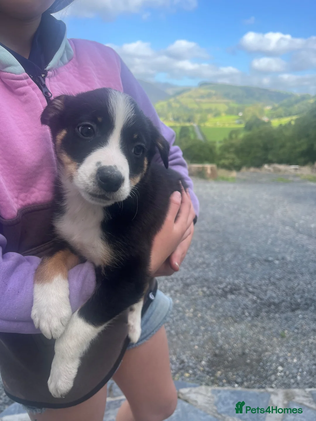 Mixed Breed dogs for sale: Welsh Collie Pups  - Advert 2
