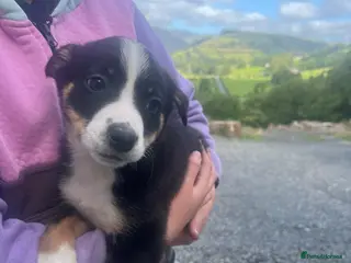 Mixed Breed dogs Welsh Collie Pups - Advert 7