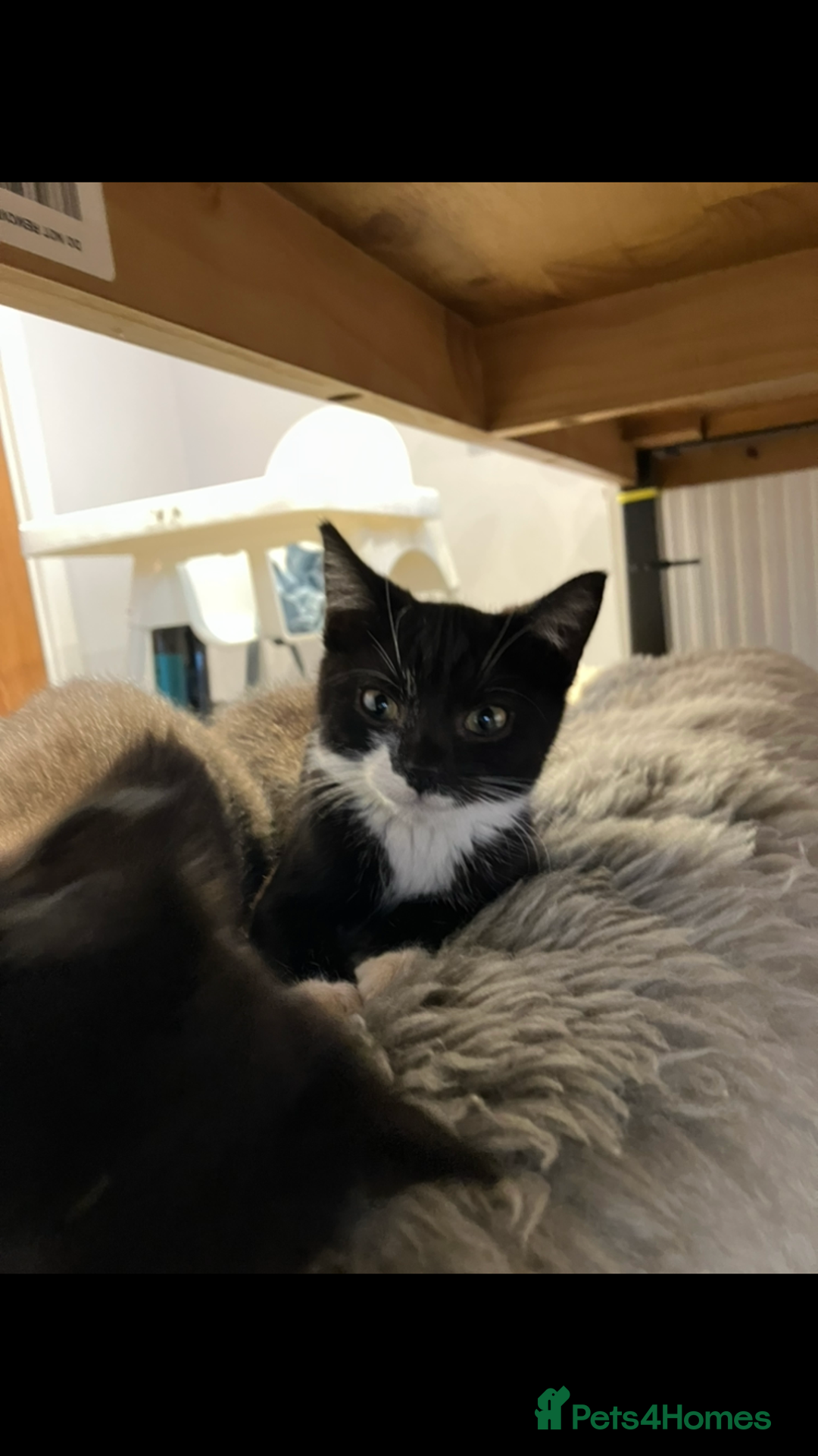 Mixed Breed cats for sale: The cutest little kittens for sale  - Advert 5