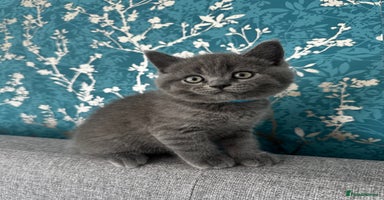 British Shorthair cats - Advert 16