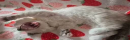 Ragdoll cats for sale: ✨ Stunning Ragdoll Kittens-Blue/Bi-Colour ✨ - Advert 19