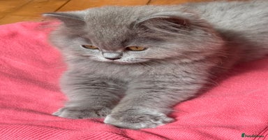 British Shorthair cats - Advert 2