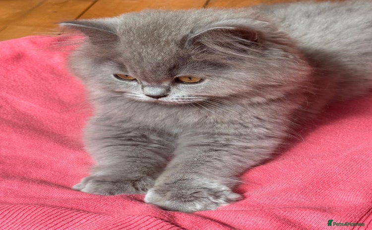 British Shorthair cats - Advert 1