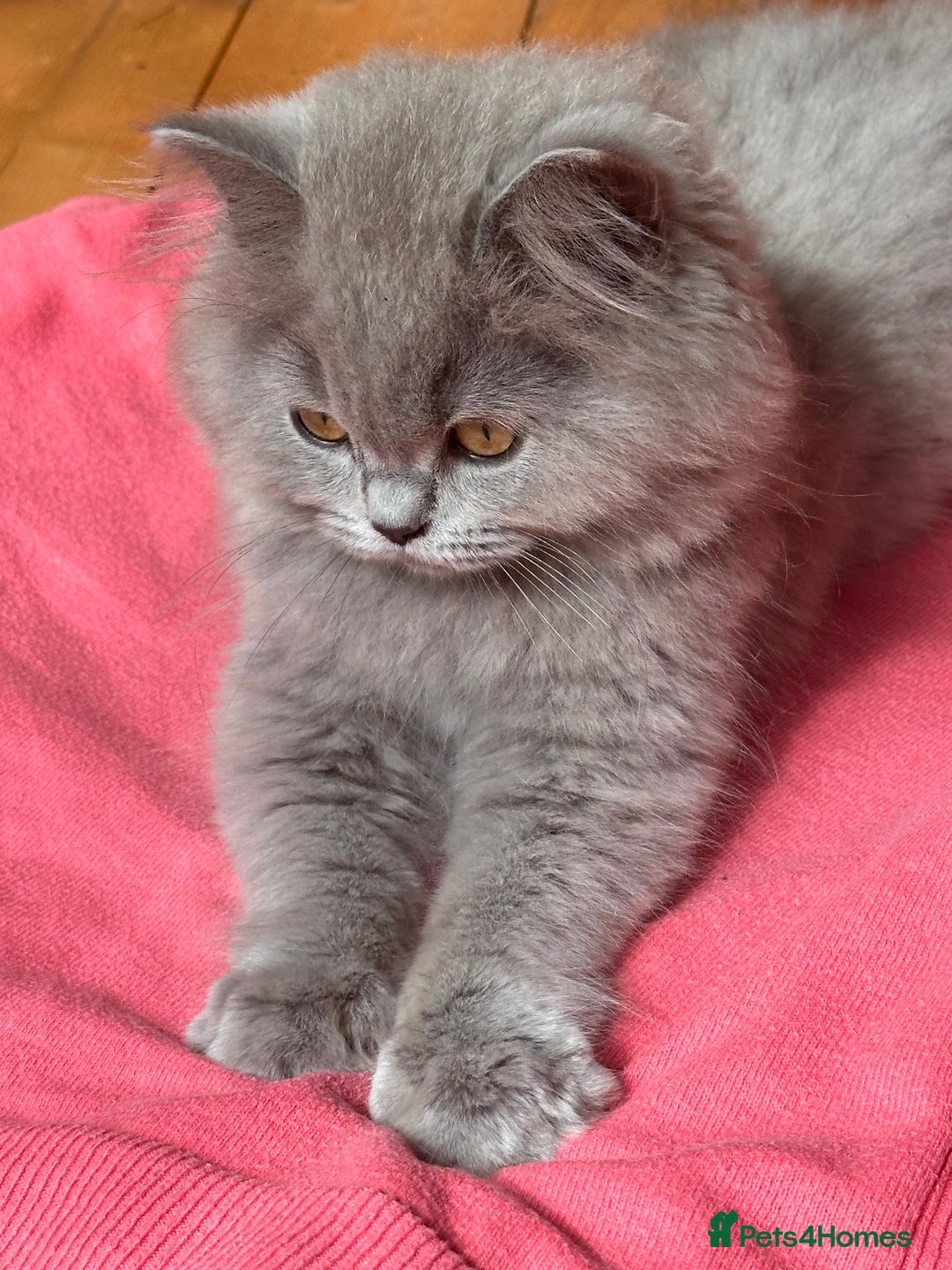 British Shorthair cats for sale: REDUCED - Image 9