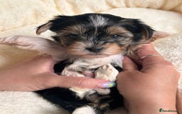 Yorkshire Terrier dogs for sale: DNA tested parents - Yorkie puppies  - Image 14