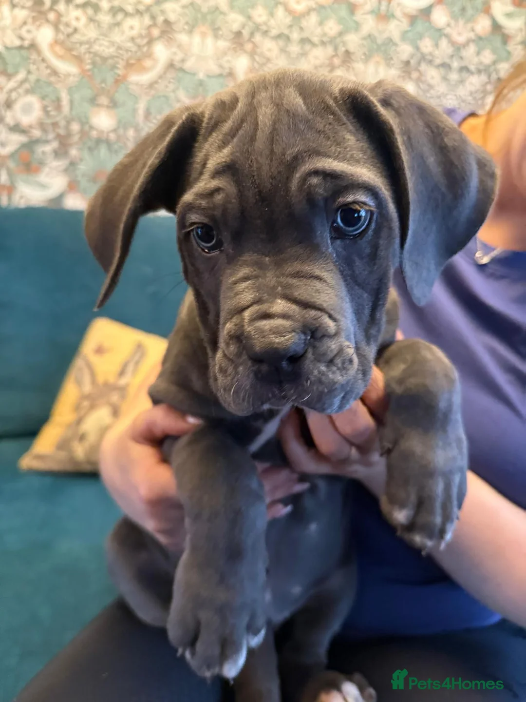 Cane Corso dogs for sale: EXCEPTIONAL PEDIGREE!! ONE BLUE GIRL AVAILABLE!! - Advert 12