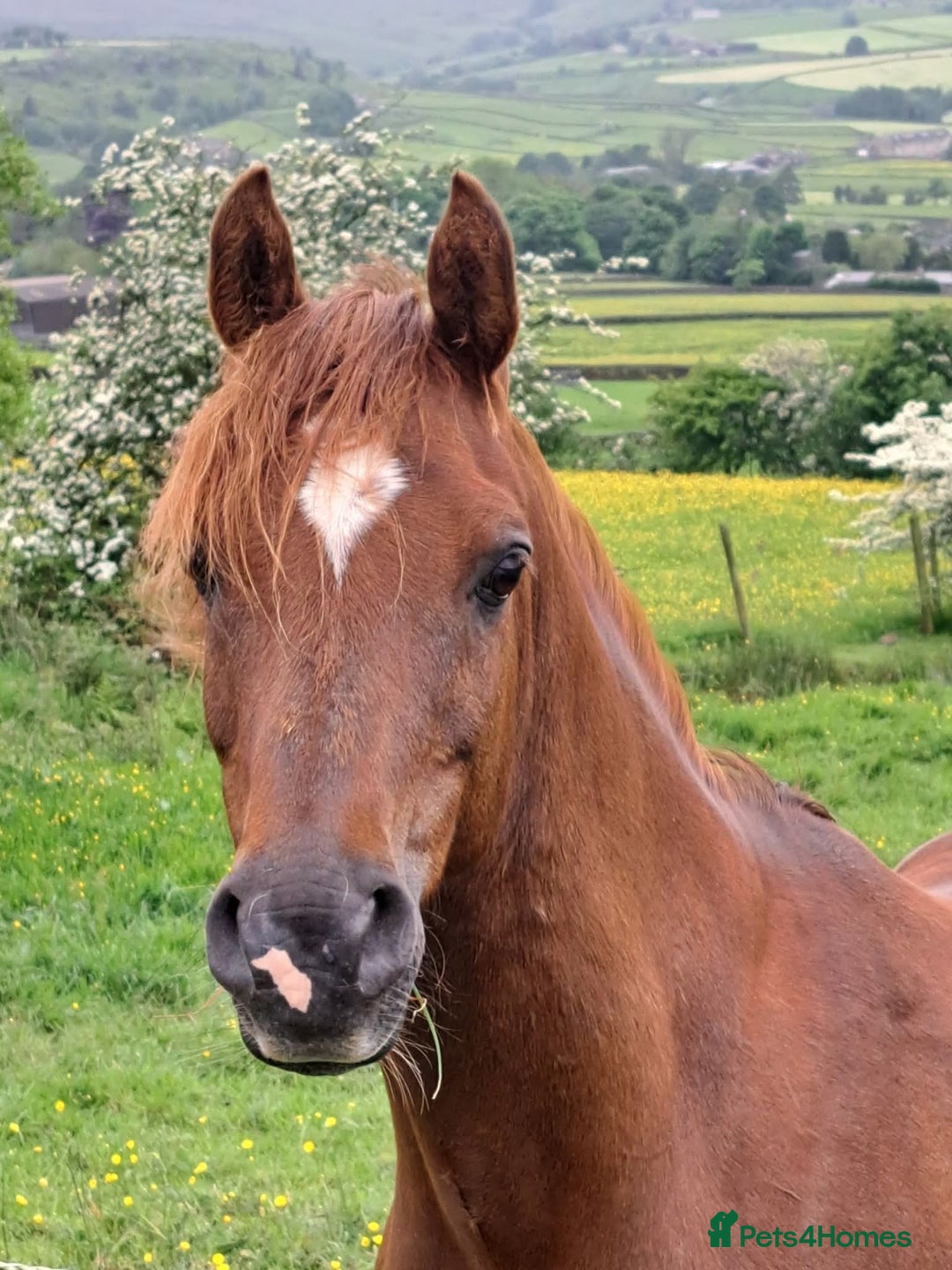 Arabian horse horses for sale: 15hh Arab Gelding For Sale - Image 14