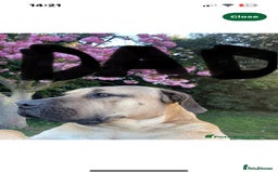 Boerboel dogs for sale: Exceptional Young Boerboel – Powerful Guardian - Advert 3