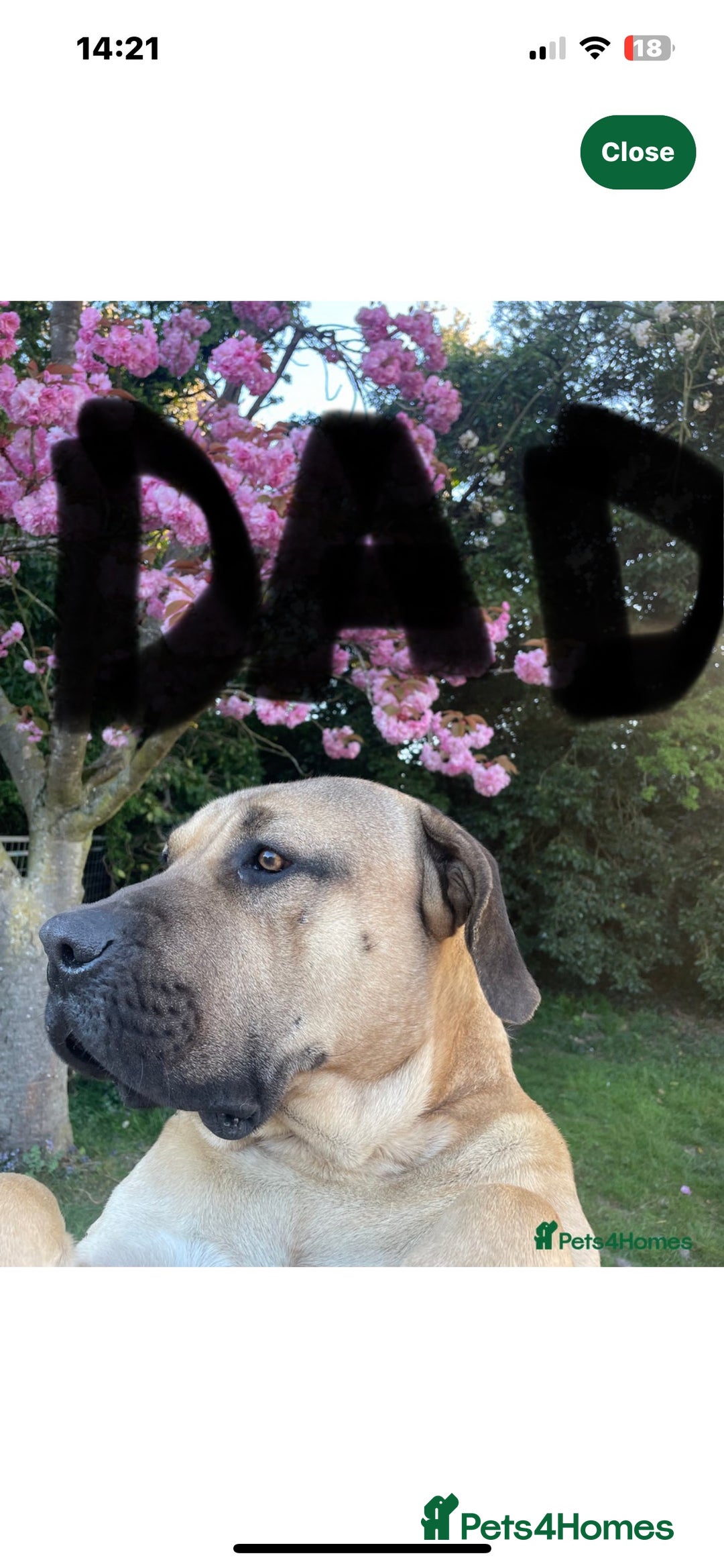 Boerboel dogs for sale: Exceptional Young Boerboel – Powerful Guardian - Advert 3