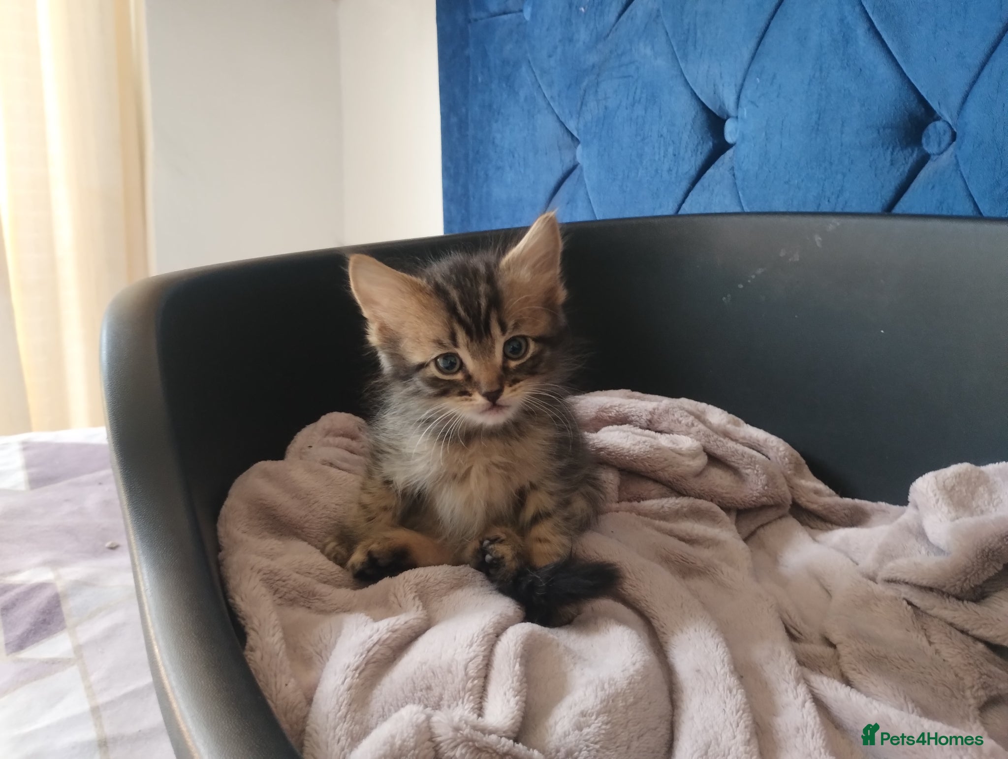 Mixed Breed cats Beautiful litter of kittens , ready to leave now  - Advert 8