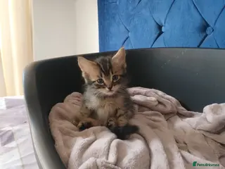 Mixed Breed cats Beautiful litter of kittens , ready to leave now - Advert 8