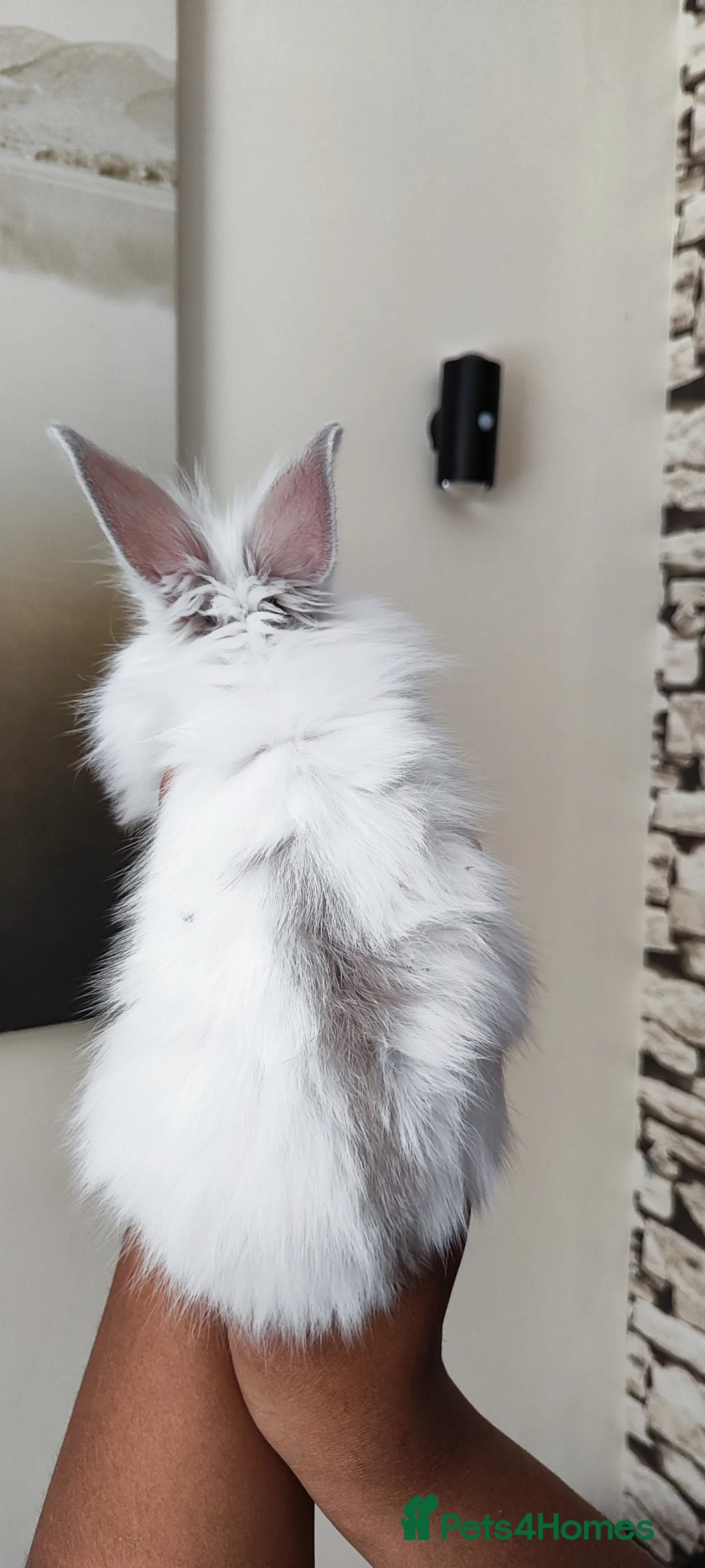 Lionhead rabbits for sale: Gorgeous lion head  - Advert 8