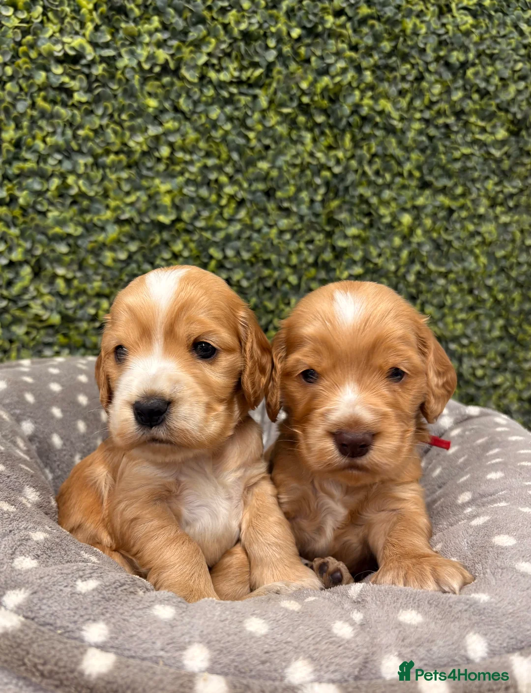 Cocker Spaniel dogs for stud: 🧡🧡 KC REG Stud Orange Roan Show Cocker Spaniel in Northallerton - Advert 34