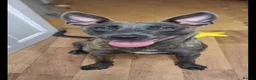 Mixed Breed dogs for sale: 4 female dogs  - Advert 1
