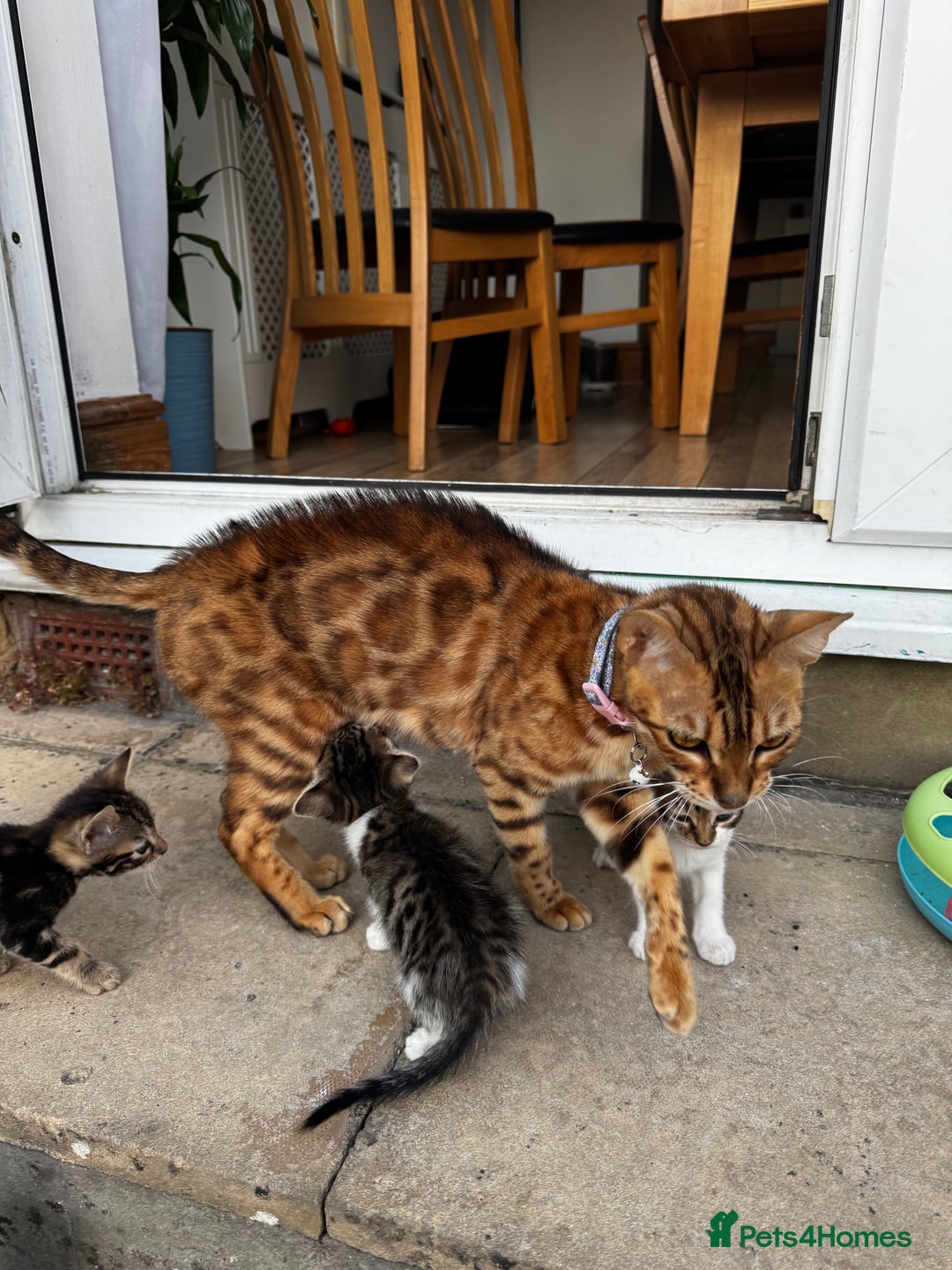Bengal cats for sale: Mixed Bengal x Tabby - Image 7