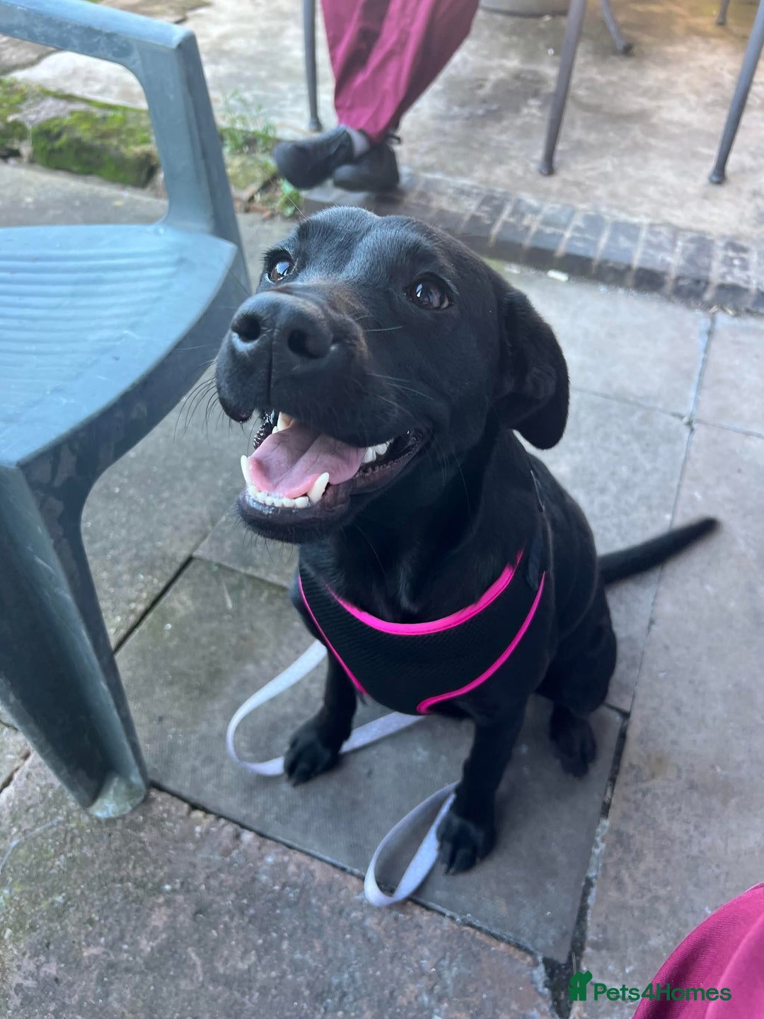 Labrador Retriever dogs for sale: Quality pedigreed Labradors for sale  - Image 15
