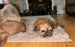 Zuchon dogs for sale: Zuchon pupp - Image 13