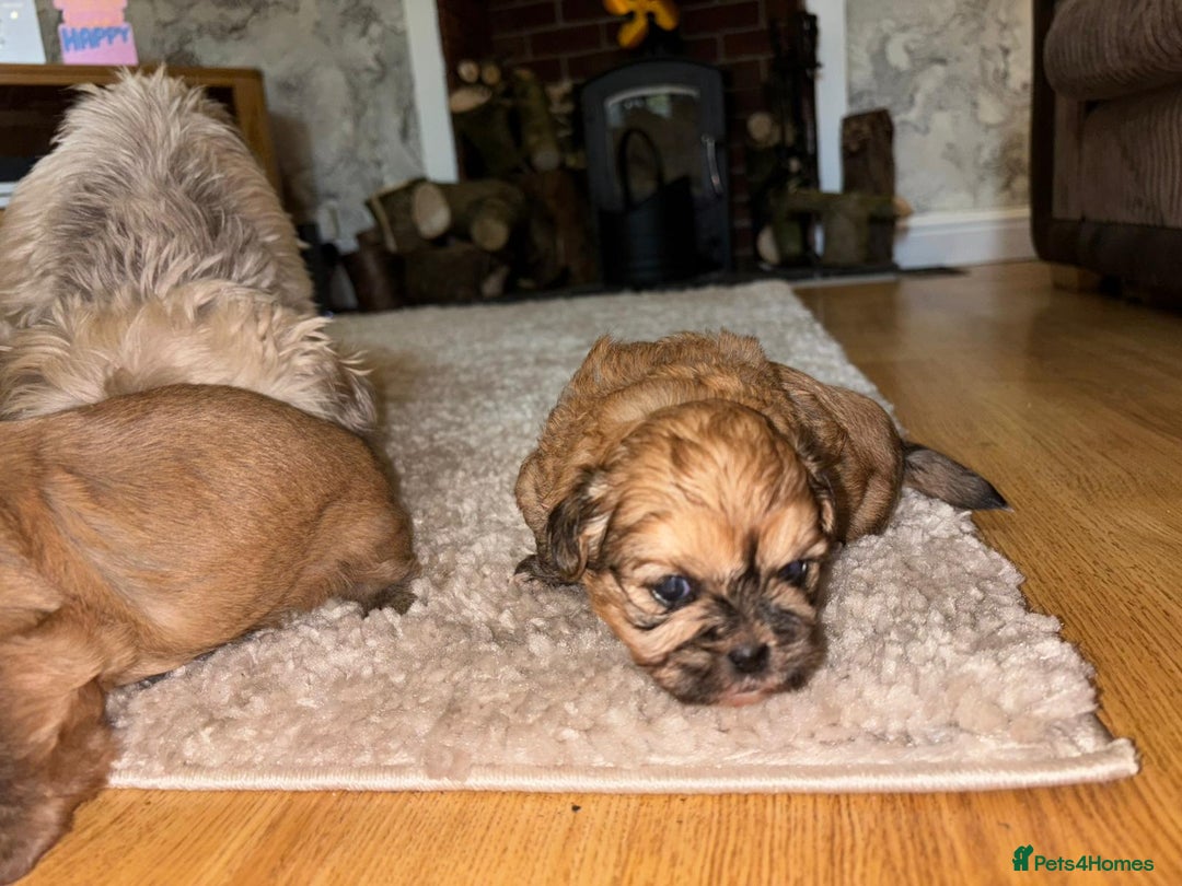 Zuchon dogs for sale: Zuchon pupp - Image 13