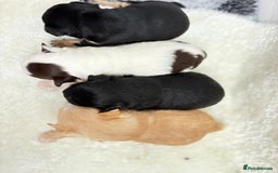 Chihuahua dogs for sale: Long Haired Applehead puppies - Advert 8