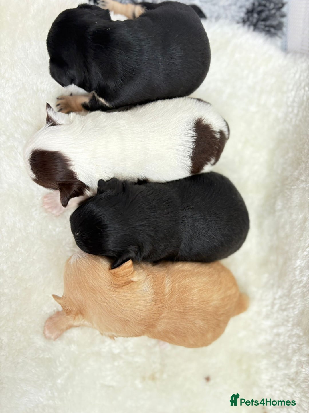 Chihuahua dogs for sale: Long Haired Applehead puppies - Advert 8