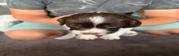 English Springer Spaniel dogs for sale: Miggers pups  - Advert 4