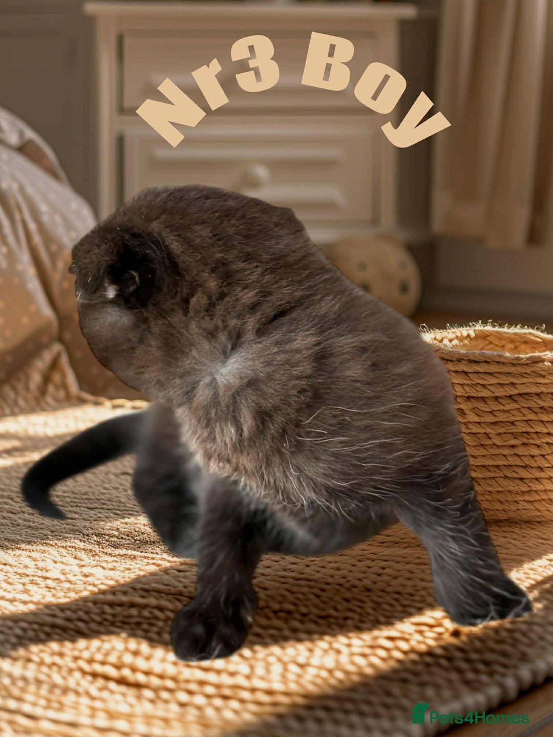 Scottish Fold cats for sale: 3 Scottish Fold Boys STILL AVAILABLE - Image 20