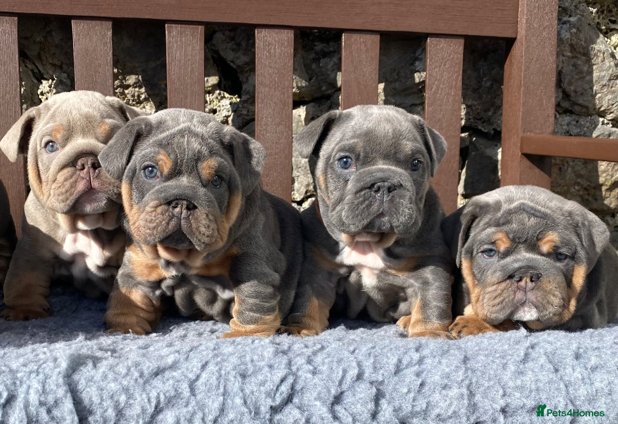 English Bulldog dogs Ready Friday! KC reg English bulldog puppies  - Advert 15