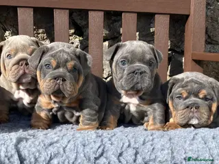 English Bulldog dogs Ready Friday! KC reg English bulldog puppies - Advert 15