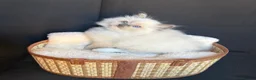Ragdoll cats for sale: Registered GCCF/TICA champion Ragdoll Kittens  - Advert 4
