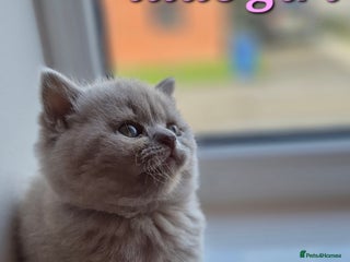 British Shorthair cats - Advert 12