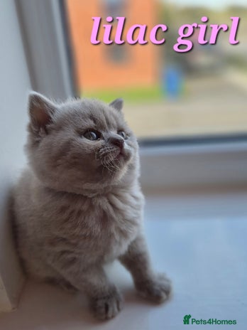 British Shorthair cats - Advert 4